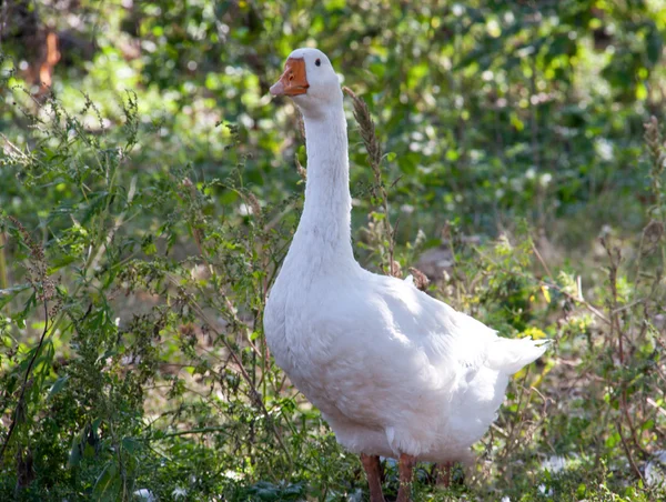 Une oie broutant sur l'herbe dans la campagne — Photo