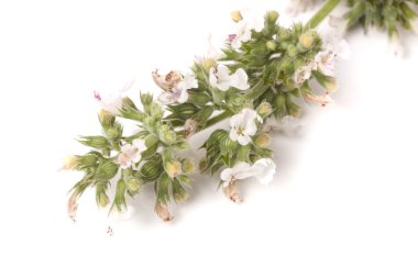 Beyaz arka plan üzerinde izole Melisa çiçek açan fışkın