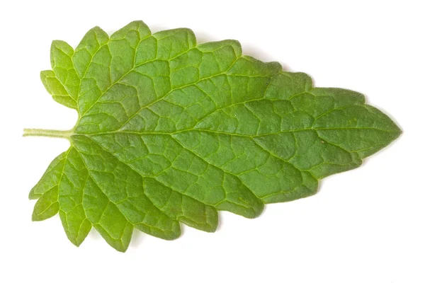 De hoja de bálsamo de limón aislado sobre fondo blanco —  Fotos de Stock