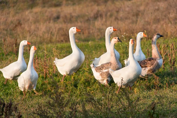 Bandada de gansos pastando en la hierba en el otoño — Foto de Stock