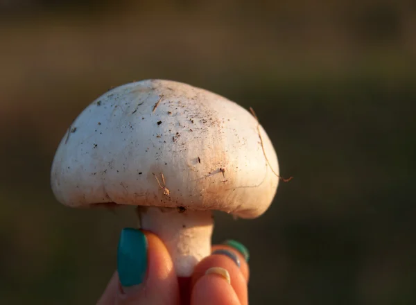 Paddestoel champignon in de hand met een onscherpe achtergrond — Stockfoto