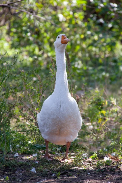 Une oie broutant sur l'herbe dans la campagne — Photo