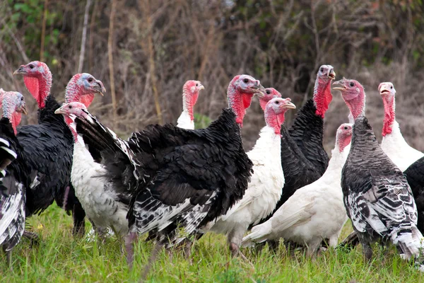 Flock of turkeys grazing on the grass — Stock Photo, Image