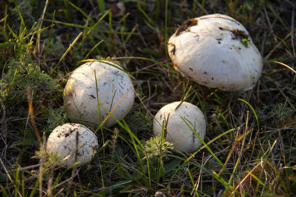 Четыре гриба на траве в лесу — стоковое фото