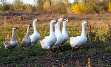 sonbaharda çimenlerin üzerinde otlatma kaz sürüsü
