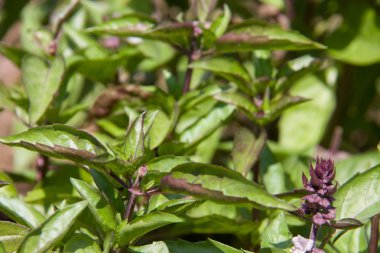 Bush yeşil fesleğen dışında büyüyen yakın çekim