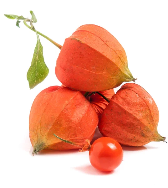 Husk tomaten of physalis met blad geïsoleerd op witte achtergrond — Stockfoto