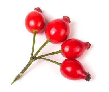 Beyaz arka plan üzerinde izole şube kuşburnu