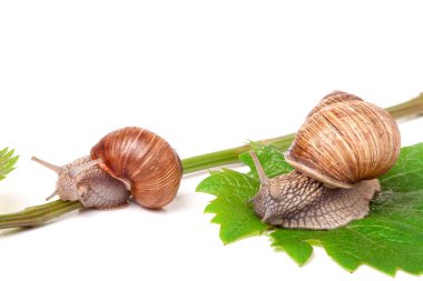 iki salyangoz asma yaprak beyaz arka plan üzerinde tarama