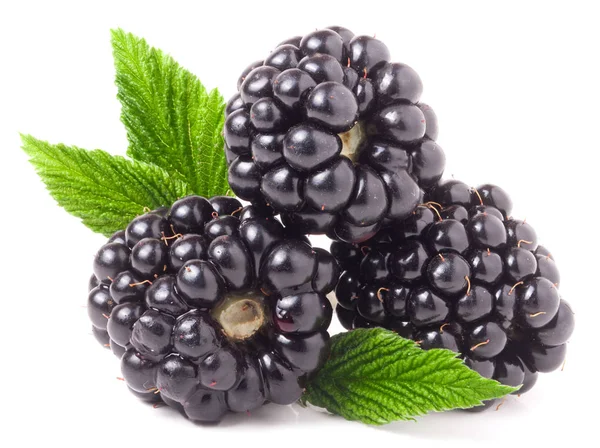 Trzy blackberry z liść na białym tle na białe tło zbliżenie — Zdjęcie stockowe