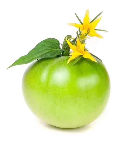 Один зеленый незрелый помидор с цветком и листом на белом фоне — стоковое фото