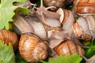 Beyaz arka plan portre üzerinde sürünerek bazı salyangoz