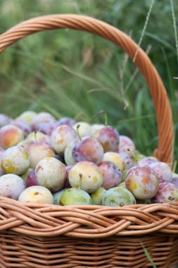 bir hasır sepet bahçede Erik