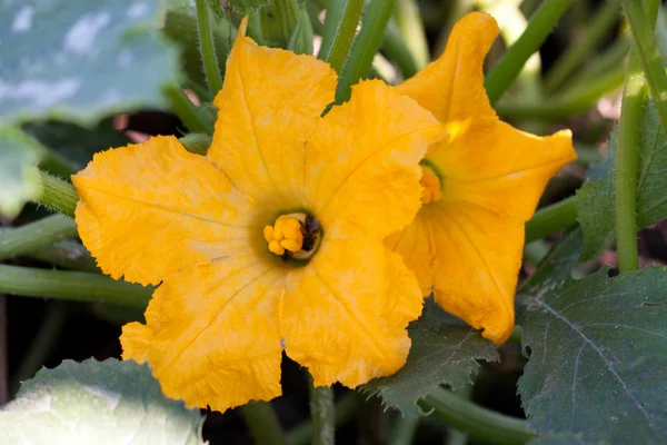 Two courgette flowers in the vegetable garden — Stock Photo, Image