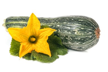 yaprak ve çiçek beyaz arka plan üzerinde izole ile kabak