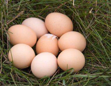 bir yeşil çim yalan tavuk yumurtası