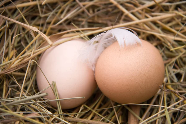 Два куриных яйца лежат в сене — стоковое фото