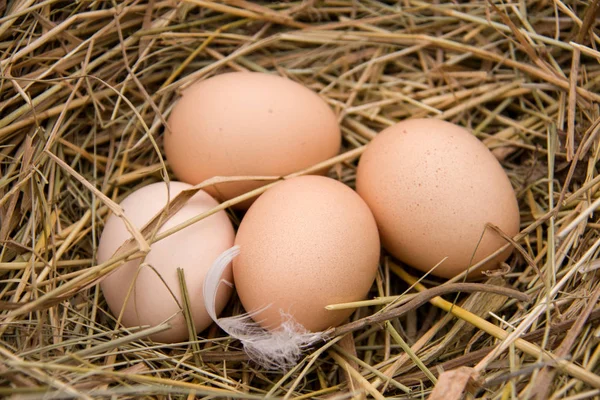 Cuatro huevos de pollo tirados en el heno —  Fotos de Stock