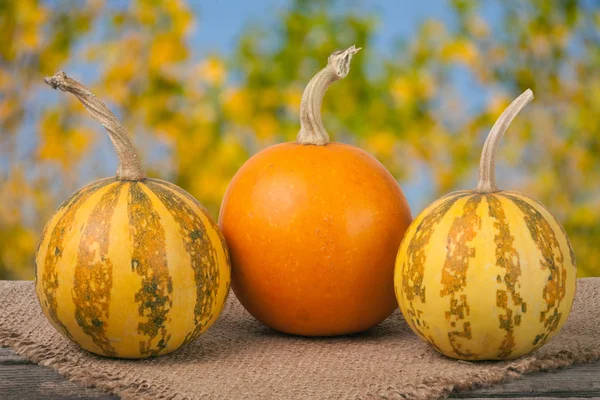 Calabazas decorativas de color naranja y rayas sobre una mesa de madera con fondo de jardín borroso de tela de saco —  Fotos de Stock