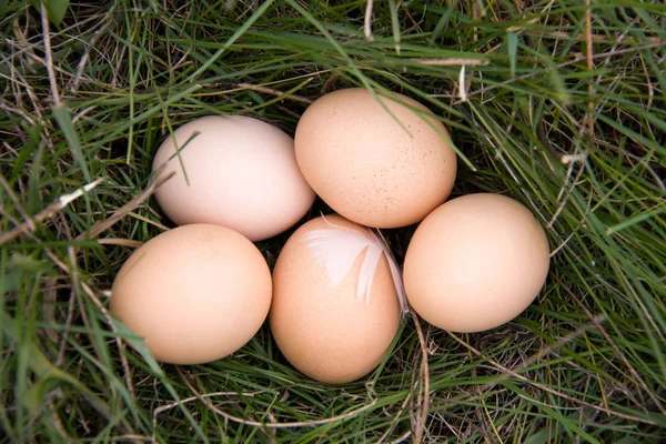 Chicken eggs lying in a green grass — Stock Photo, Image