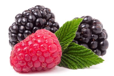 Ahududu ve böğürtlen yaprağı beyaz arka plan üzerinde izole