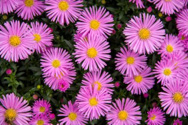 Sonbahar çok yıllık aster yeşil bir arka plan üzerinde mor