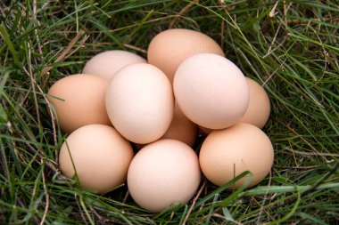 bir yeşil çim yalan tavuk yumurtası