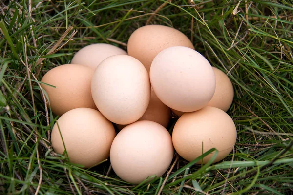 bir yeşil çim yalan tavuk yumurtası