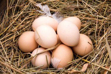 Saman içinde yalan dört tavuk yumurta