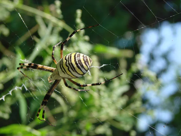 Aranha vespa sentado em um fundo verde web — Fotografia de Stock