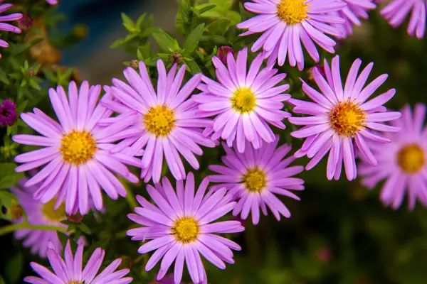 Höst perenn aster lila på en grön bakgrund — Stockfoto