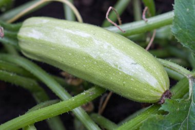 Bush bahçede büyüyen squash