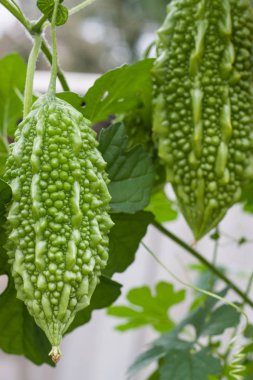 yeşil ve sarı acı kavun veya momordica bir çalı yaprağı ile yakından