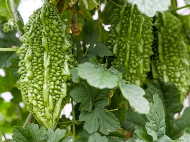 yeşil ve sarı acı kavun veya momordica bir çalı yaprağı ile yakından