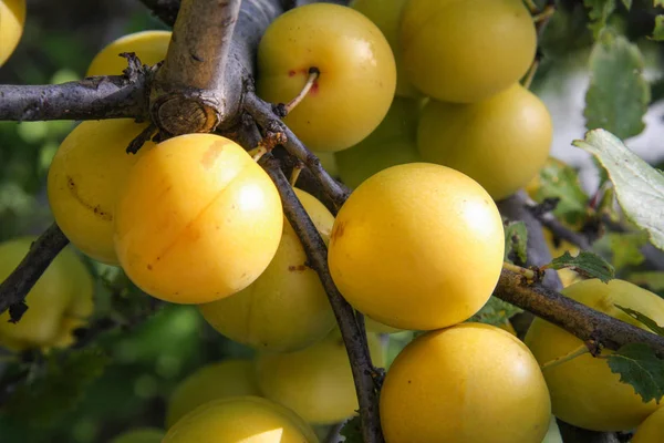 Κίτρινο cherry plum φρούτα σε ένα κοντινό πλάνο του υποκαταστήματος — Φωτογραφία Αρχείου