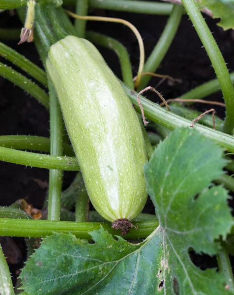 Bush bahçede büyüyen squash