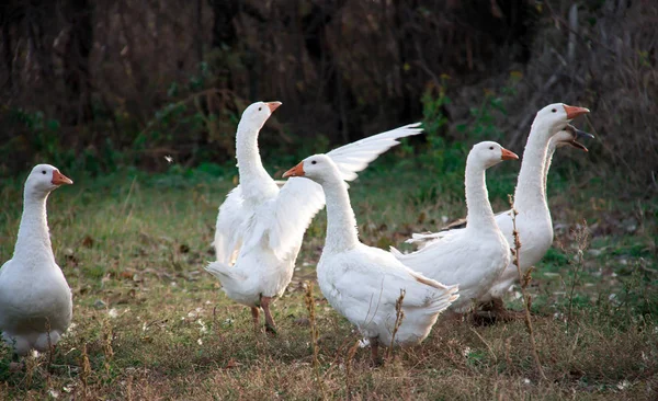 Troupeau d'oies broutant sur l'herbe à l'automne — Photo
