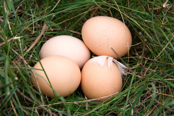 Three chicken eggs lying in a green grass — Stock Photo, Image