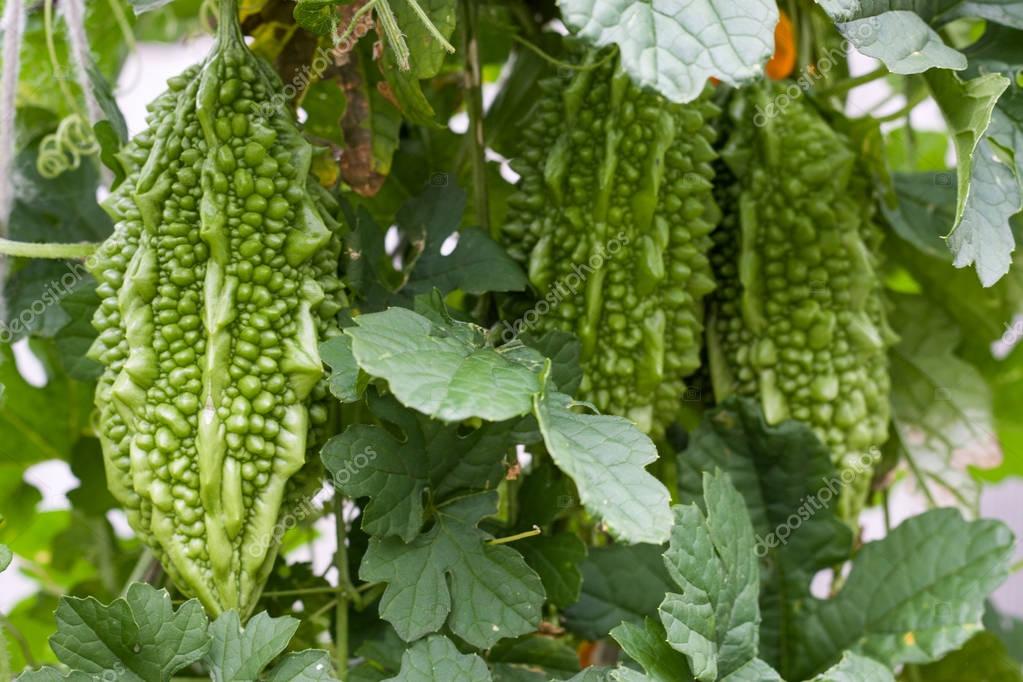 melón amargo verde y amarillo o momordica con la hoja en un arbusto de