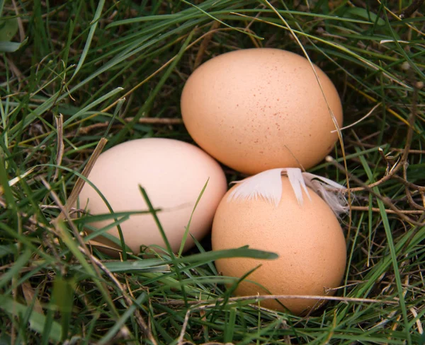 Три куриных яйца, лежащих в зеленой траве — стоковое фото