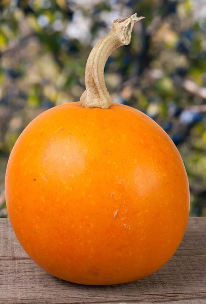 Pequeña calabaza naranja decorativa sobre un tablero de madera con fondo de jardín borroso —  Fotos de Stock