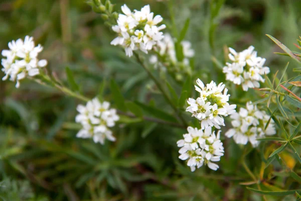 Белый дикий цветок в поле крупным планом — стоковое фото
