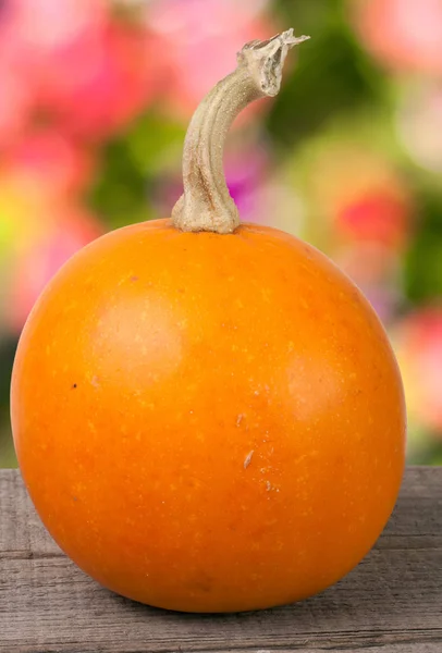 Pequeña calabaza naranja decorativa sobre un tablero de madera con fondo de jardín borroso —  Fotos de Stock