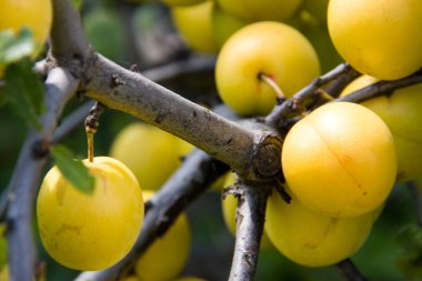 Sarı Kiraz eriği meyve dalı yakın çekim