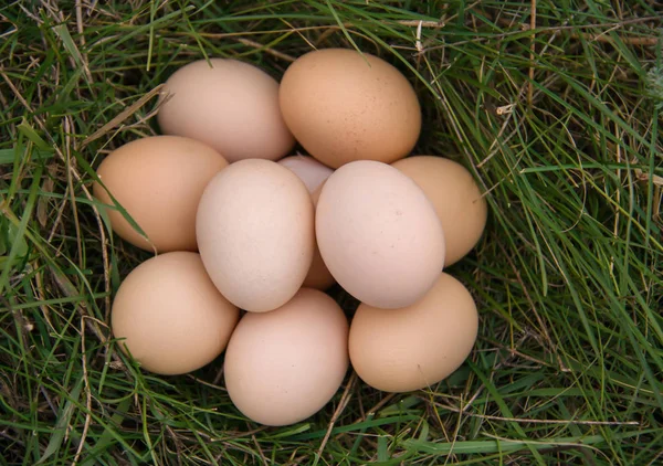 Chicken eggs lying in a green grass — Stock Photo, Image