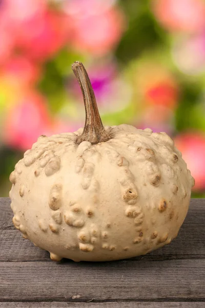 Small decorative pumpkin on a wooden board with blurred garden background — Stock Photo, Image