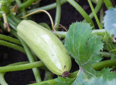 Bush bahçede büyüyen squash