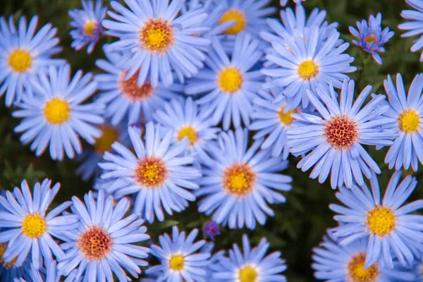 Autumn perennial aster blue on a green background — Stock Photo, Image
