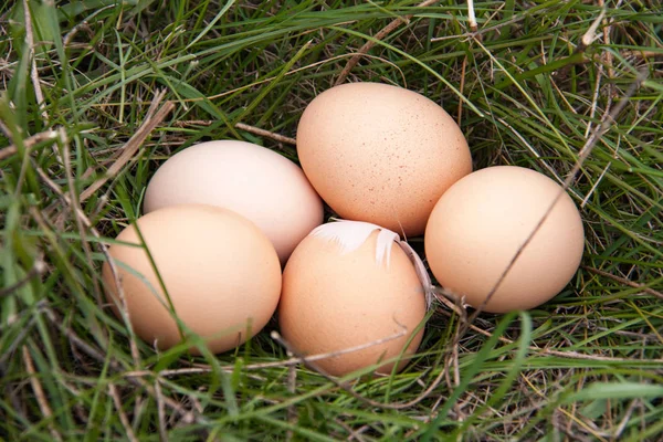 bir yeşil çim yalan tavuk yumurtası