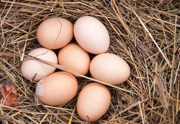 Huevos de gallina que yacen en el heno —  Fotos de Stock